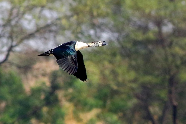 Photo la cigogne noire