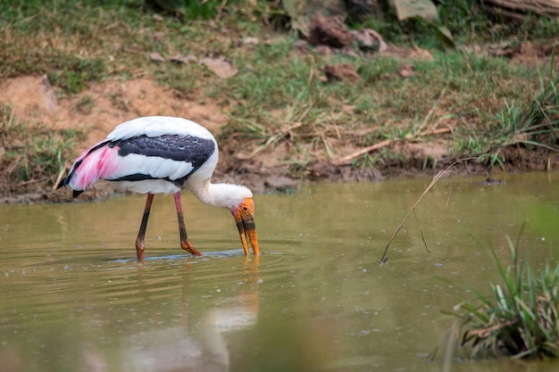 Cigogne peinte ou mycteria leucocephala à l'état sauvage