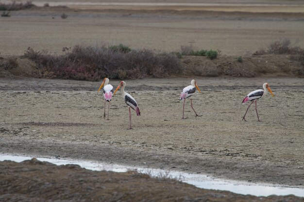 Cigogne peinte, Mycteria leucocephala sur le terrain, Thaïlande