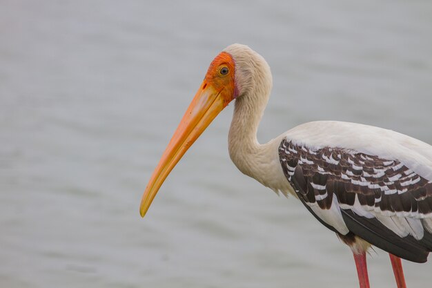 Cigogne peinte, Mycteria leucocephala