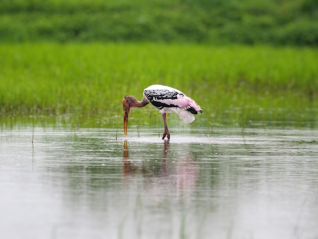 Cigogne peinte Oiseaux