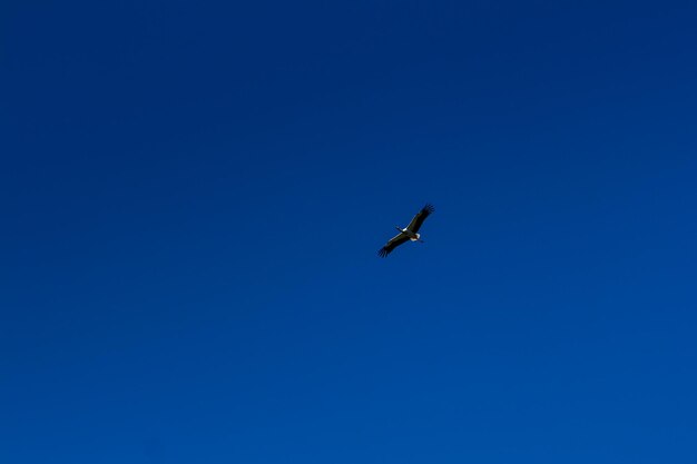 Cigogne planant dans le ciel bleu avec des nuages blancs