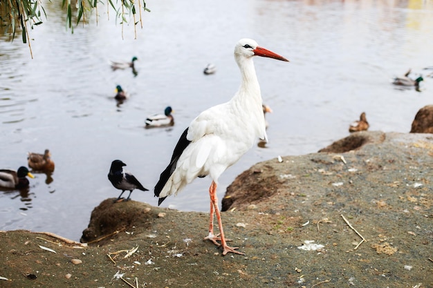 Cigogne près du lac portrait d'une cigogne