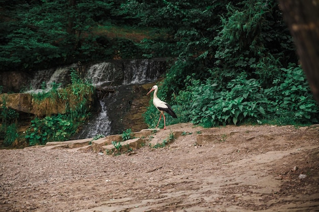 cigogne près de la rivière