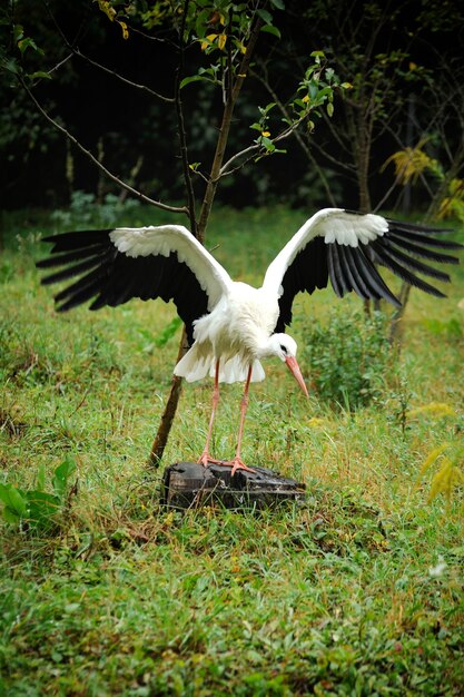 Cigogne se bouchent sur un fond de forêt