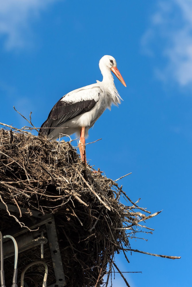 Photo cigogne sur son nid contre le ciel bleu la cigogne blanche se dresse à son domicile