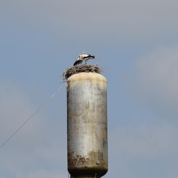 Photo la cigogne sur le toit d'un tour d'eau le nid de cigogne