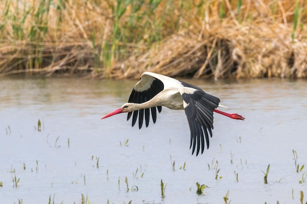 Cigogne volant au-dessus de la surface de l'eau