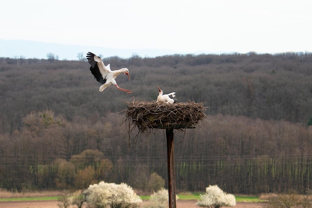 La cigogne volant vers le nid avec des branches Migration des oiseaux en Alsace Oberbronn France Reproduction au printemps