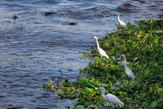 Photo cigognes blanches debout sur les jacinthes de la rivière avec des ordures. concept animal et environnement.