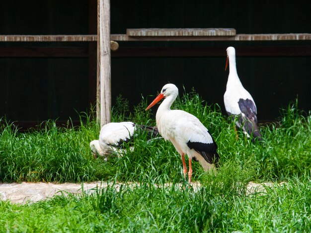 Cigognes blanches