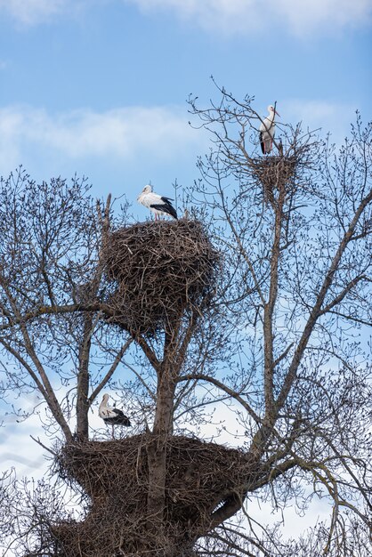 Cigognes dans un nid d'arbre