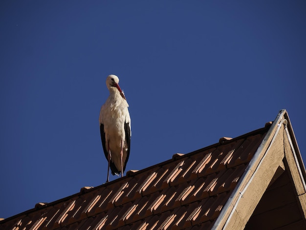 Cigognes à Ifrane, village de style suisse Maroc