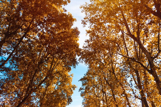 Cime des arbres en automne. Couleurs dorées. Mise au point sélective.