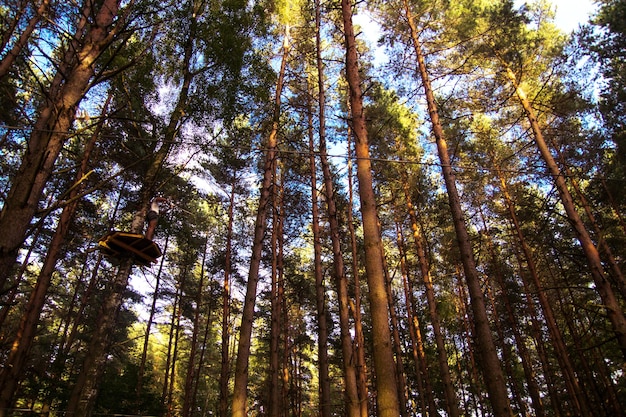 Cime des arbres contre le ciel bleu