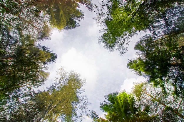 Photo la cime des arbres dans une forêt d'été.