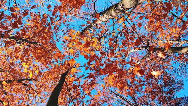 La cime des arbres avec des feuilles brun orange rouge se balançant dans le vent sur fond un ciel bleu clair sur l'au ensoleillé