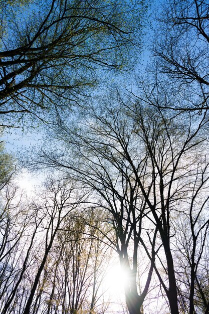 La cime des arbres à feuilles caduques au printemps contre le ciel vue vers le haut de la forêt