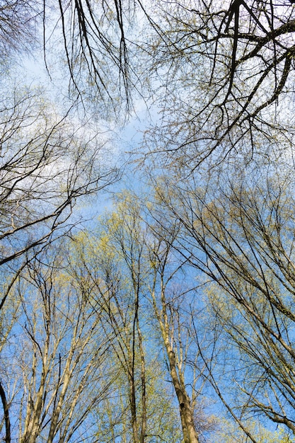 Cime des arbres à feuilles caduques contre le ciel au printemps vue vers le haut, forêt
