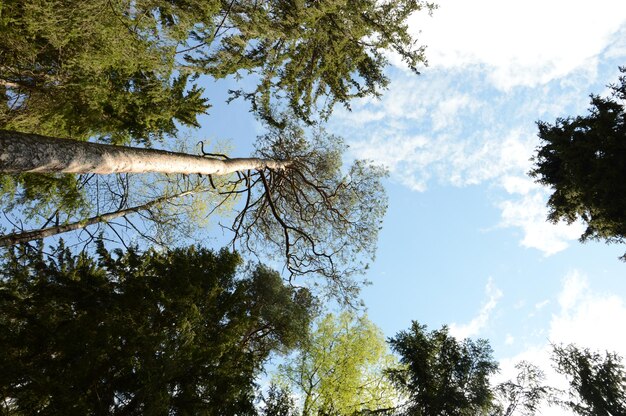 cime des arbres avec des feuilles vertes contre le ciel sans personne