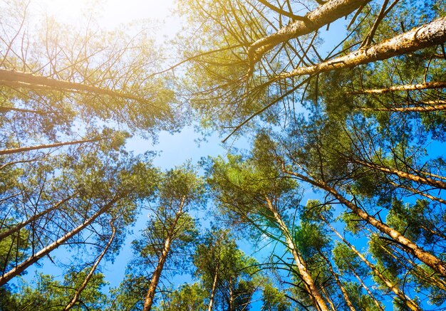 La cime des arbres sur un fond de ciel bleu se balançant dans le vent. Couronnes dans la forêt de bois de pin.