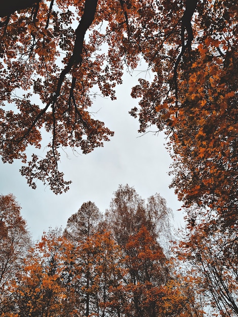 Cime des arbres sur fond de ciel pluvieux. Saison d'automne, concept d'humeur mélancolique, espace de copie