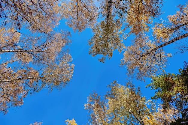 La cime des arbres d'or de la forêt d'automne arainst clear blee sky Feuillage des arbres d'automne La canopée des arbres colorés jusqu'à la forêt
