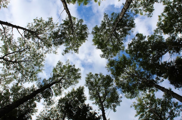 La cime des arbres photographiée de bas en haut dans le contexte d'un ciel