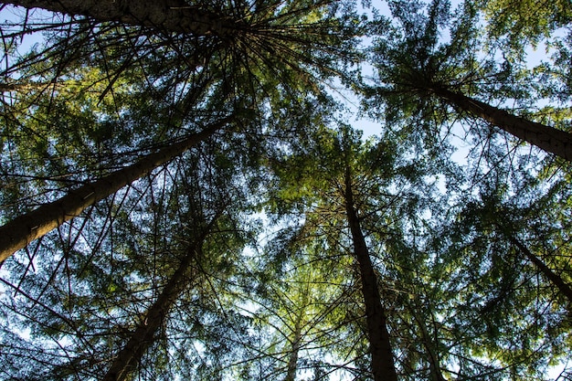 Cime des pins dans une forêt autrichienne