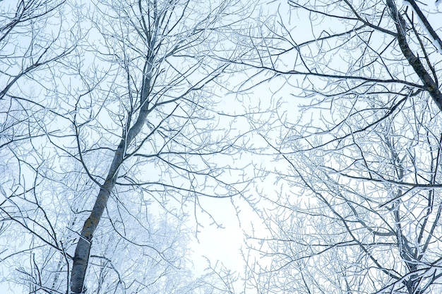 Les cimes des arbres dans la neige et le gel