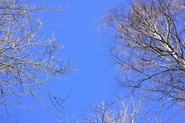 Les cimes des arbres en forêt sur fond de ciel bleu au printemps