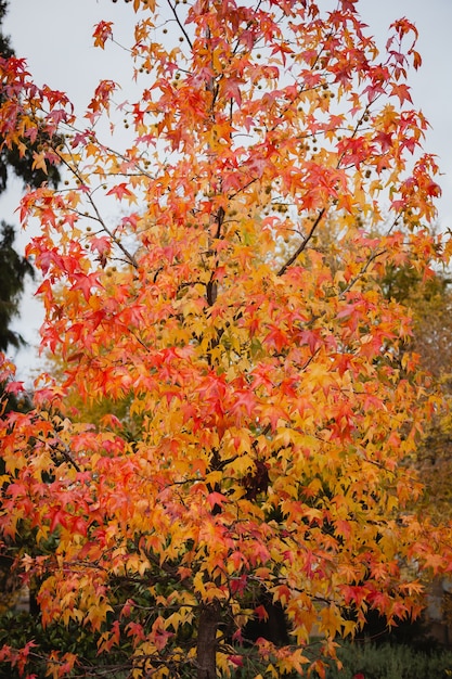 Les cimes des arbres