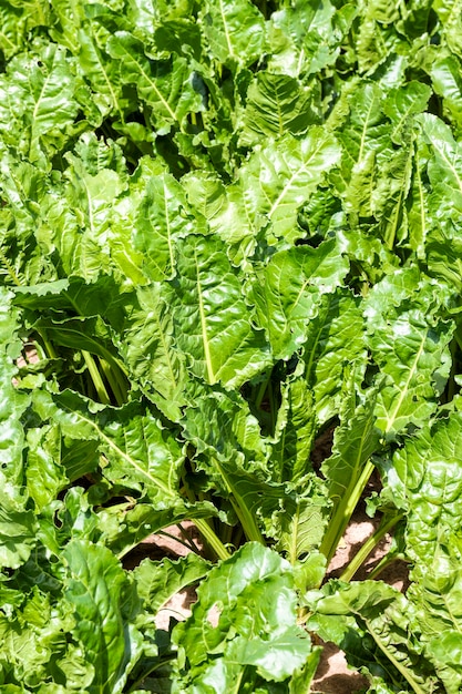 Cimes de betteraves vertes dans le domaine agricole, été, agricole