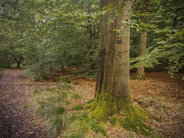 cimetière forestier avec des plaques de noms des personnes enterrées dans la tombe d'arbre