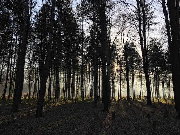 Cimetière en forêt