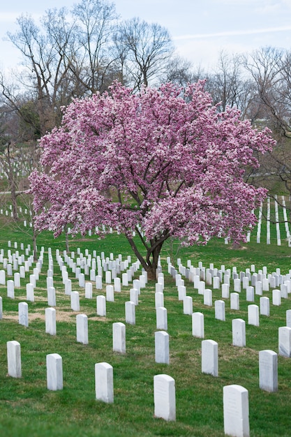 Cimetière national arlington, à, beau, fleur cerisier, et, pierre tombale, washington dc, usa