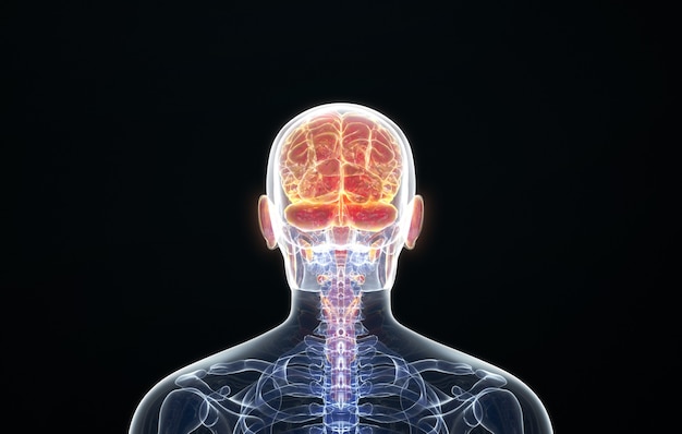 Cinéma 4d rendu de la vue en perspective du cerveau postérieur humain