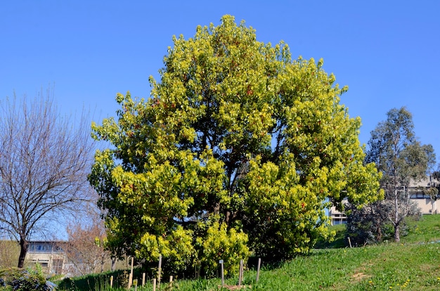 Cinnamomum camphora. Camphrier.