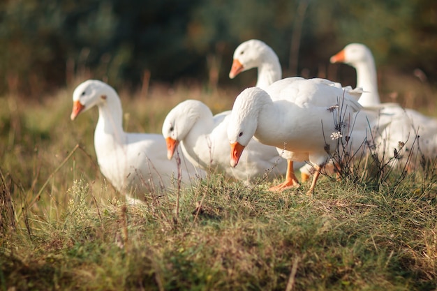 Cinq belles oies blanches paissant sur le pré à midi, et à la recherche de nourriture