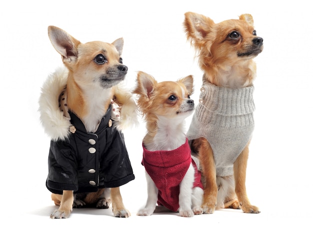 Cinq Chihuahuas
