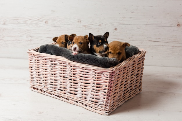 Cinq chiots basenji mignons dans le panier