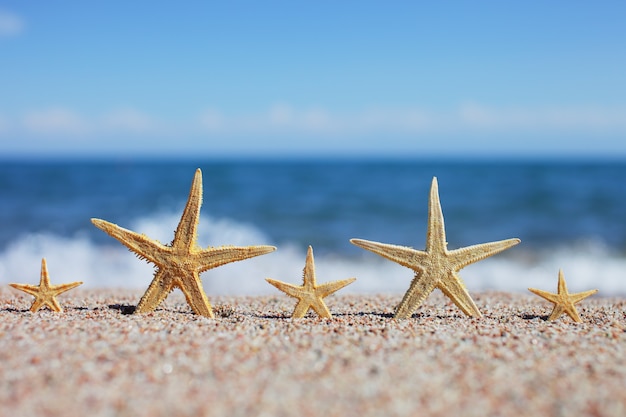 Cinq étoiles de mer sur une plage de sable.