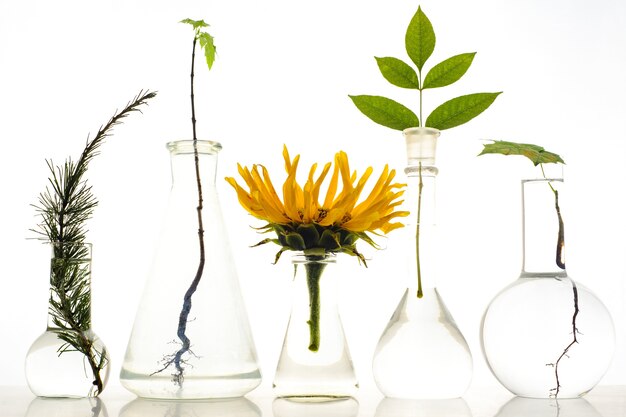 Cinq flacons de laboratoire avec des plantes sur fond blanc
