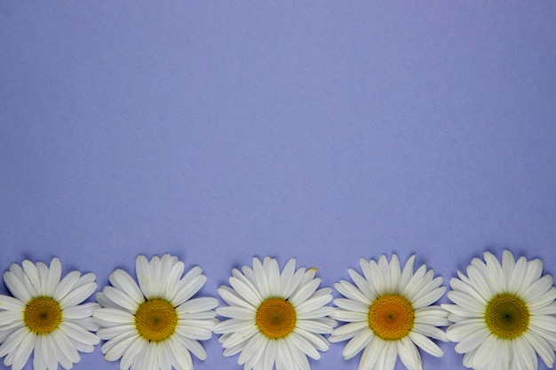 Cinq fleurs de camomille de la même taille se trouvent dans une rangée sur un fond horizontal lilas ci-dessous