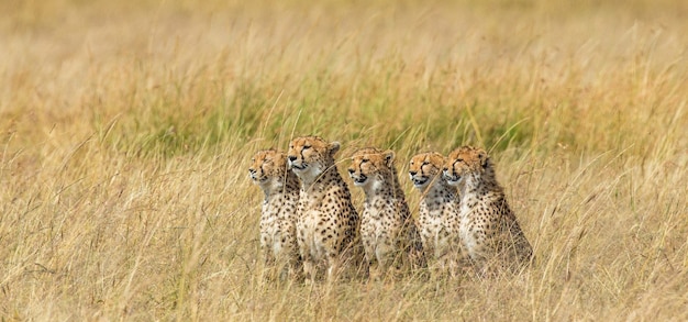 Cinq guépards dans la savane.