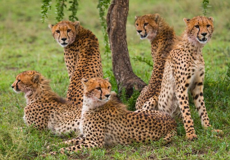 Photo cinq guépards dans la savane.