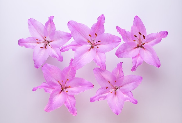 Cinq lys violets sur la vue de dessus blanc.