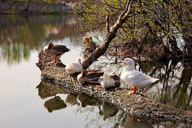 Cinq oies blanches et grises reposent au sommet d'un tronc d'arbre flottant dans la rivière.