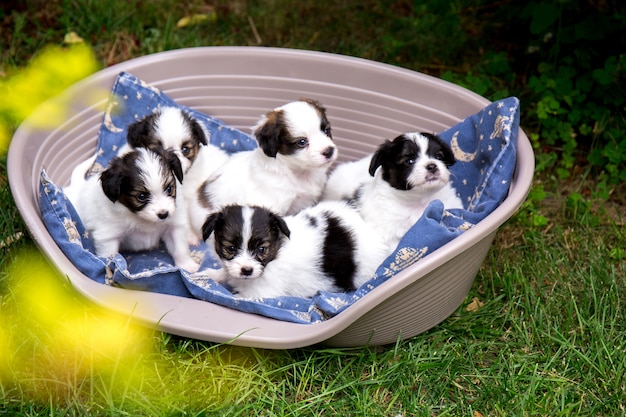 Cinq petits chiots dans un panier de sommeil