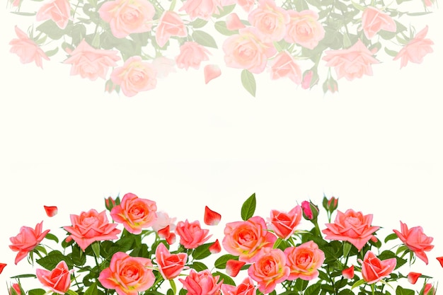 Photo cinq roses sur fond blanc fond floral